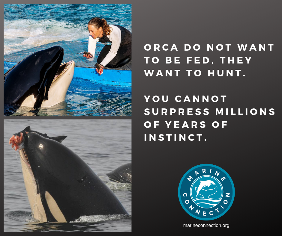 Orcas do not want to be fed