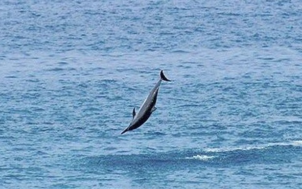 Spinner dolphin (c) NOAA