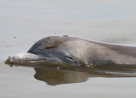dolphin-oil (c) Louisiana Department of Wildlife and Fisheries