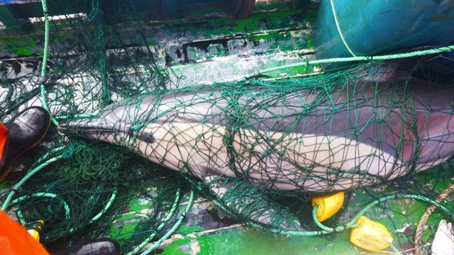 Lights on fishing nets helps save dolphins