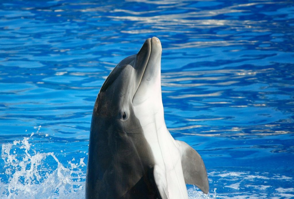 dolphins, Barcelona, Spain, Attica Park, Greece, captivity