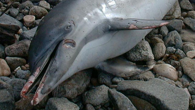 cetaceans, bycatch, dolphins