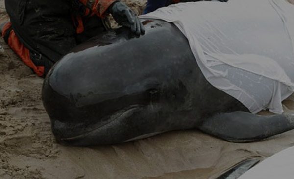 cetacean strandings, dolphin stranding, whale stranding, rescue
