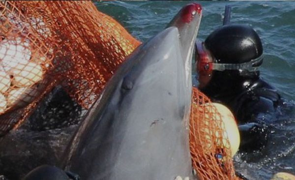 Japan, drive hunts, Taiji, dolphin kills, dolphin captures, marine parks, dolphinaria