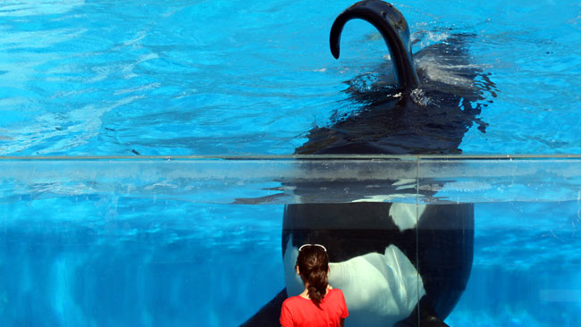 Tilikum, captivity, orca, tank