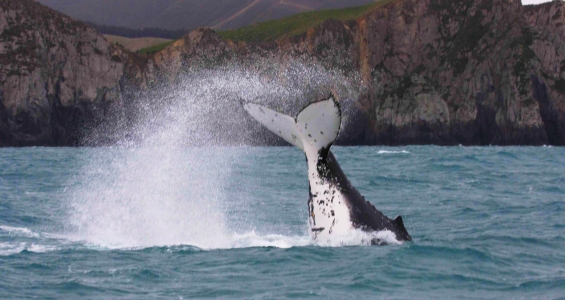 humpback whale, tail slap, fluke, new zealand
