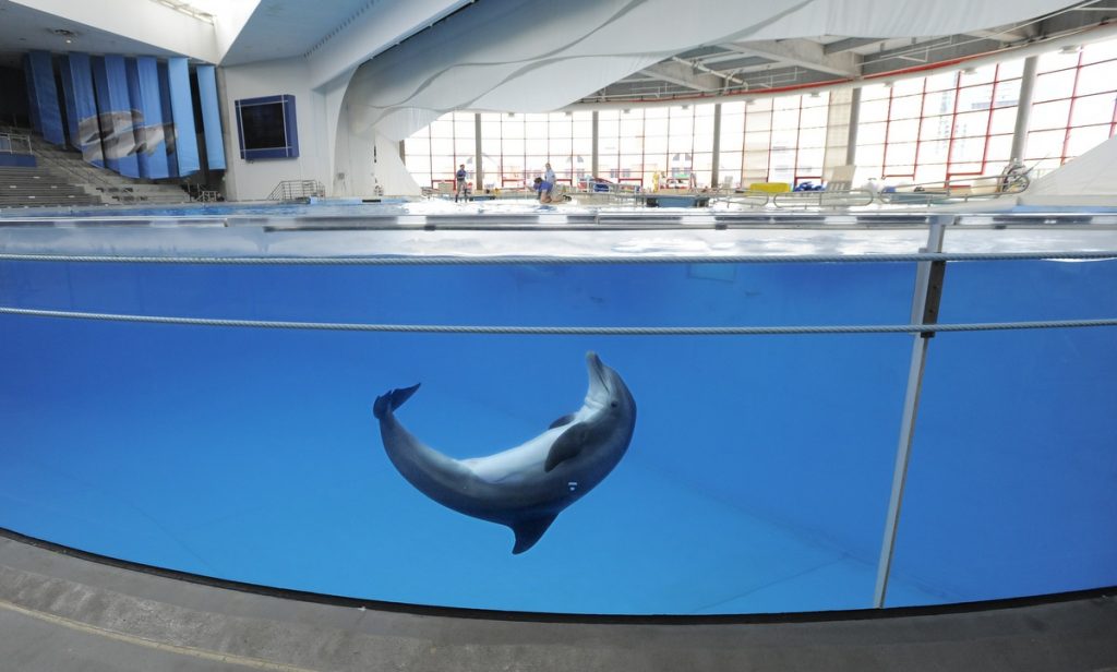 baltimore aquarium, dolphin, tank, usa, dolphinaria, captivity