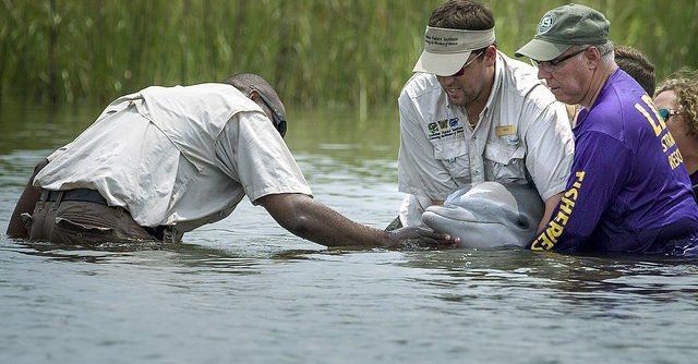 Octavius, dolphin rescue,Barataria Bay, Louisiana