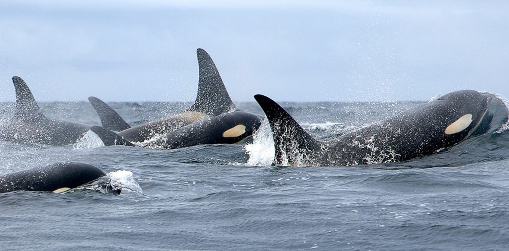 killer whales, orca, whale pod, wild, orca pod swimming