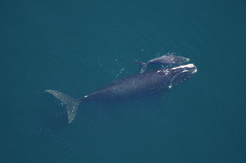right whale, wild, adult, calf, swim