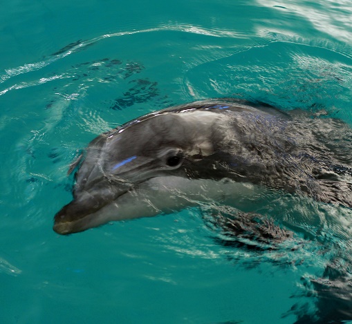 finland, dolphin