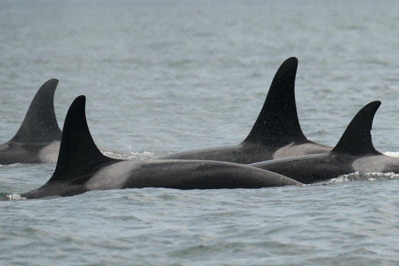 Southern Resident Orcas, killer whales, dorsal fin