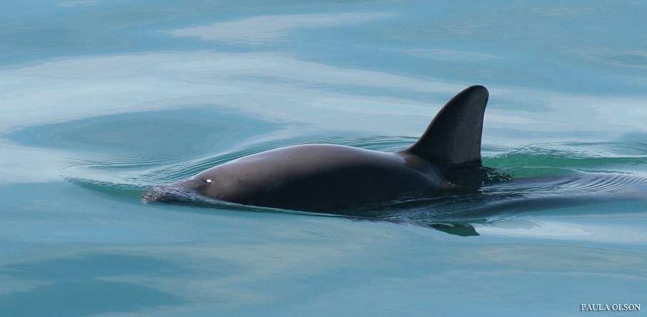 Vaquita Porpoise