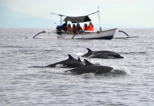 Bali, dolphins, wild