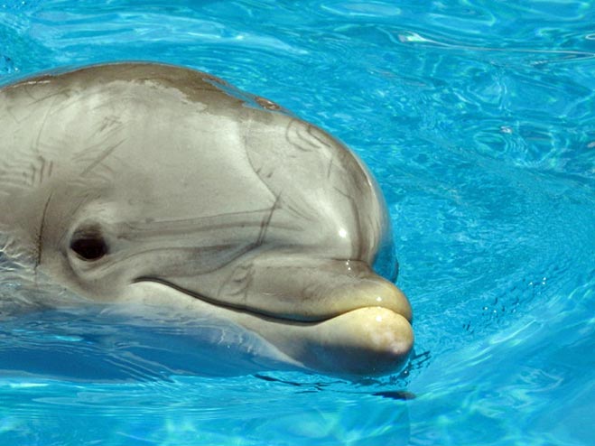 Tampere dolphinarium, dolphin, captive, finland