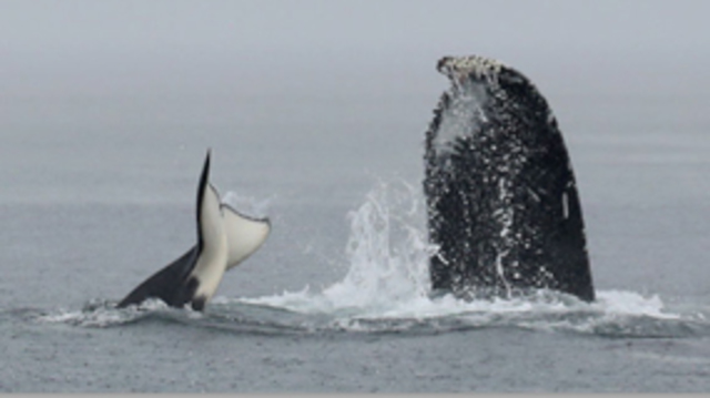 humpback, transient orca, whale