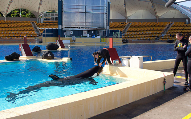 morgan, orca, loro parque, tank, captivity
