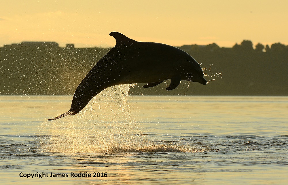 bottlenose dolphin, moray firth, james roddie, wild dolphin, leap