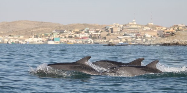 dolphins, wild, namigia, south africa