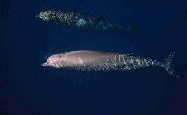 Northern Bottlenose Whales, wild whales