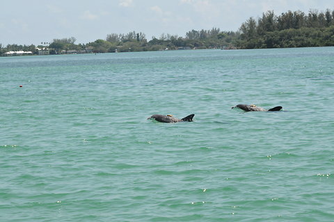 Dolphins, Sarasota Bay, wild dolphins