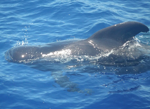 PIlot Whale, tenerife, whale, wild