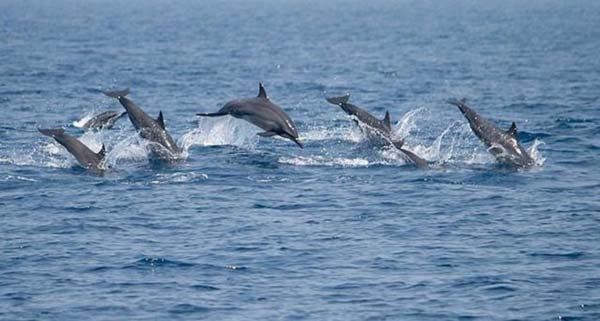 kalpitiya, sri-lanka, dolphins, wild, dolphin watching