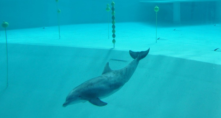 kolmarden, sweden, tank, dolphin, captive