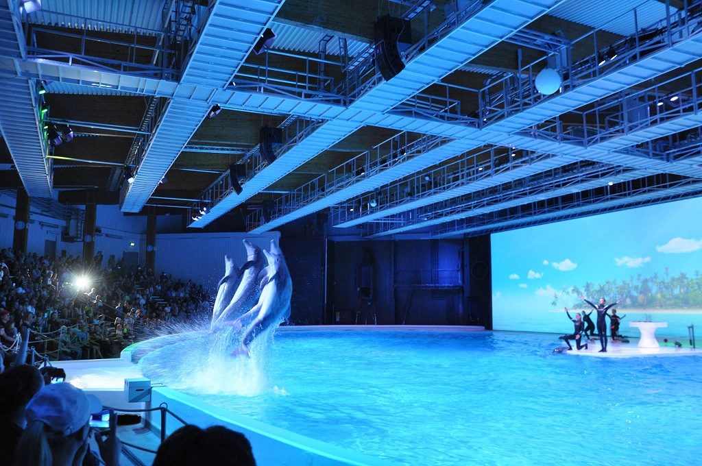 kolmarden, dolphin, tank, show, captivity