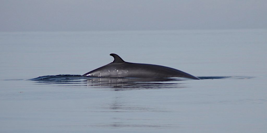 minke whale, whale, wild, cetacean