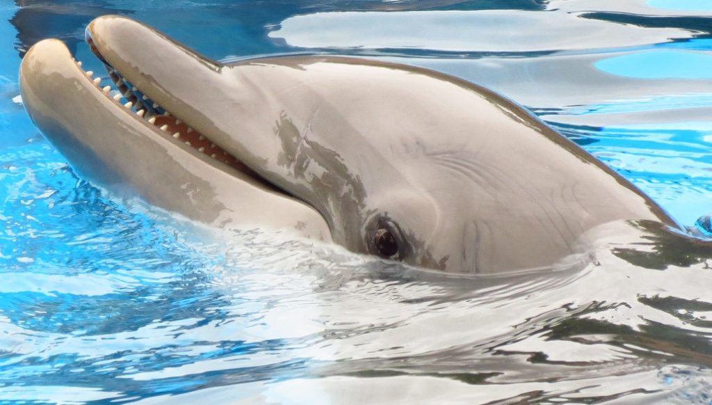 Dolphin, captive, spain, margaux dodds, tank