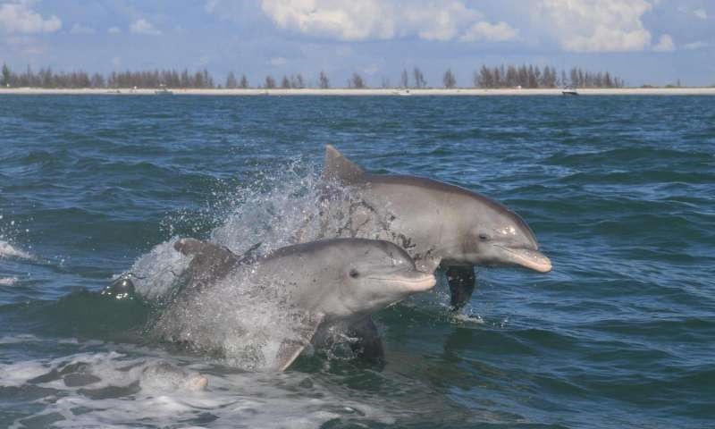 everglades, dolphins, florida, wild, cetacean