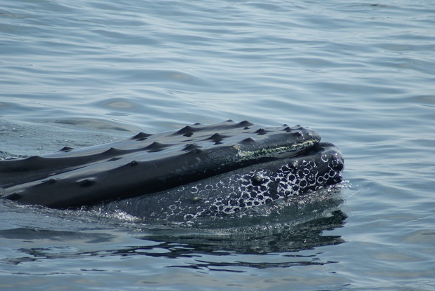 humpback whale, andy-king, wild, cetacean