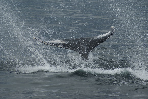 humpback, tailfluke, andy king