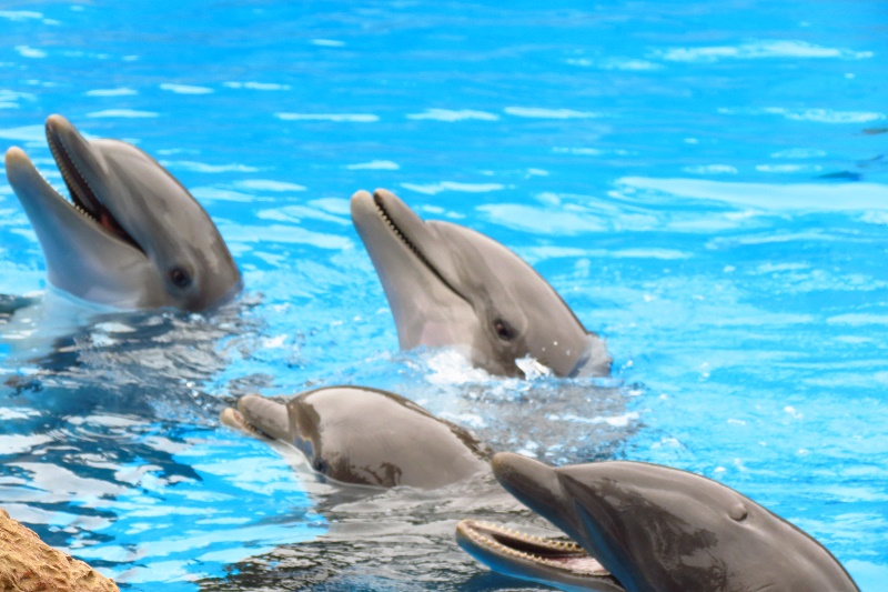 loro parque, dolphins, tenerife, captive, dolphin show