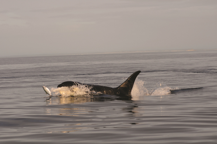 Future Survival Of Southern Resident Killer Whales Marine Connection