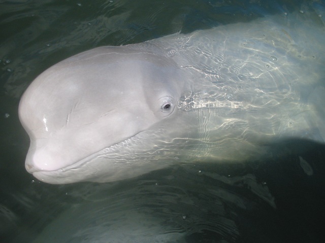 Beluga, Utrish, Russia, captive, whale