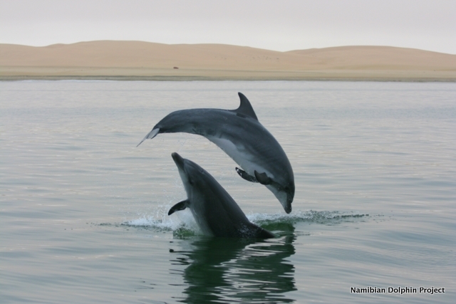 namibia, dolphins, south africa, wild, cetaceans