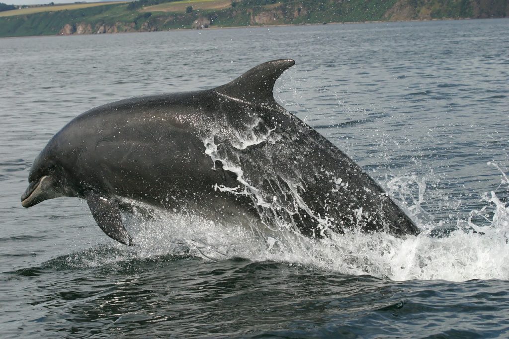 bottlenose dolphin, dolphin, moray firth, scotland, wild