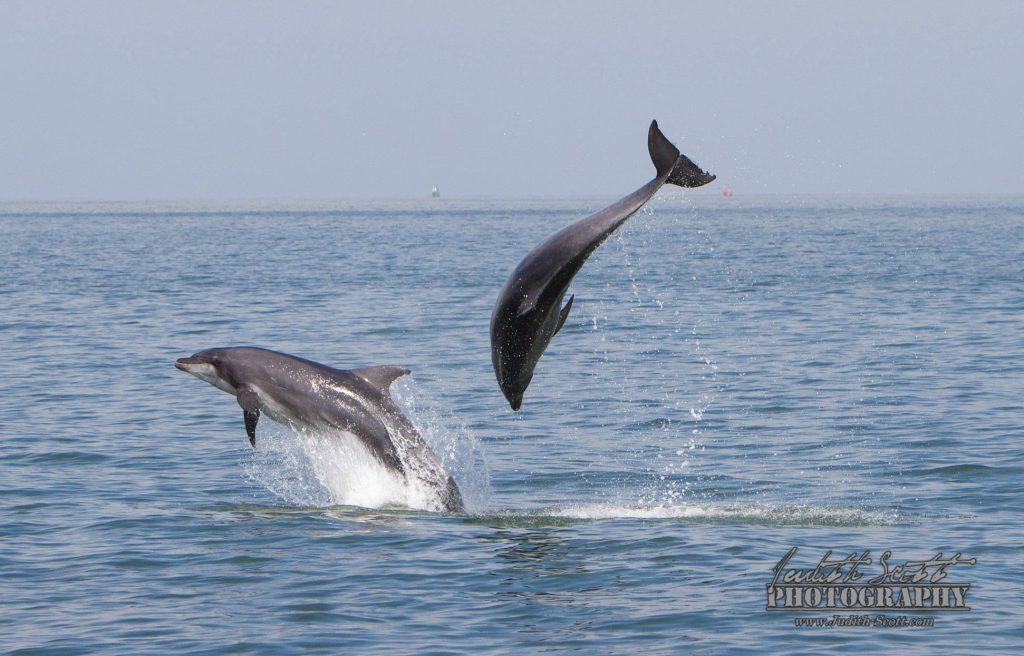 dolphins, breaching dolphins, judith scott, wild