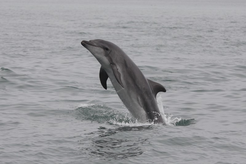 namibia, dolphin, wild, south africa, cetacean