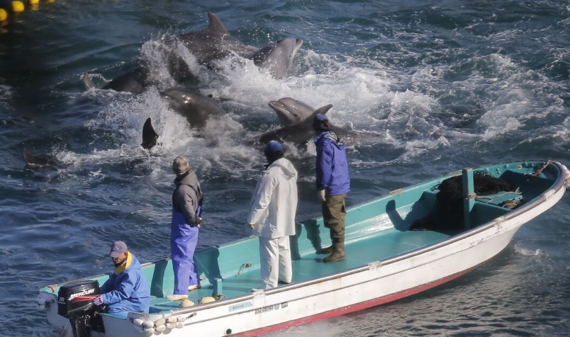 taiji, dolphins, dolphin project, drive hunts, japan, captivity