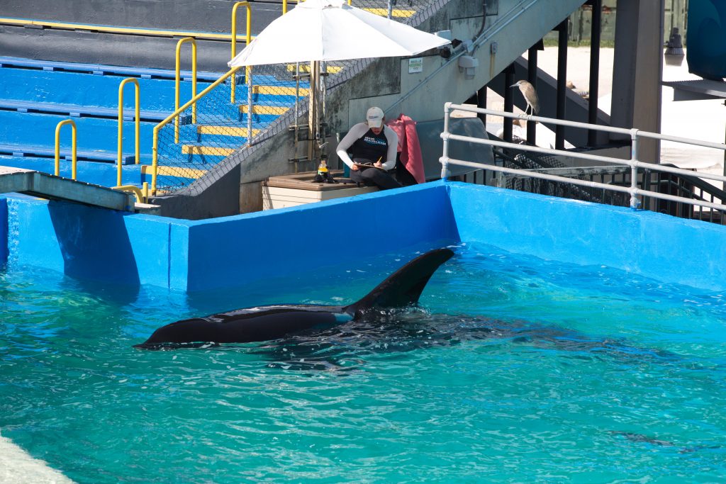 Lolita, Tokitae, Miami Seaquarium, Florida, USA, tank, captivity