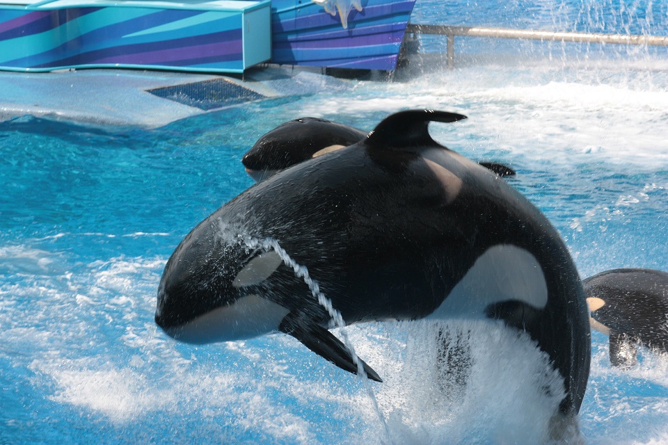 Seaworld, orcas, captive, tank