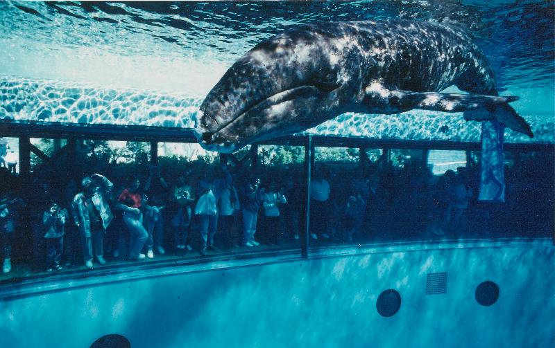 jjwhale, grey whale, captivity, tank