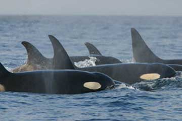 killer whales, southern residents, orcas, wild