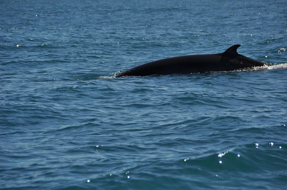 minke whale (c)Ronile