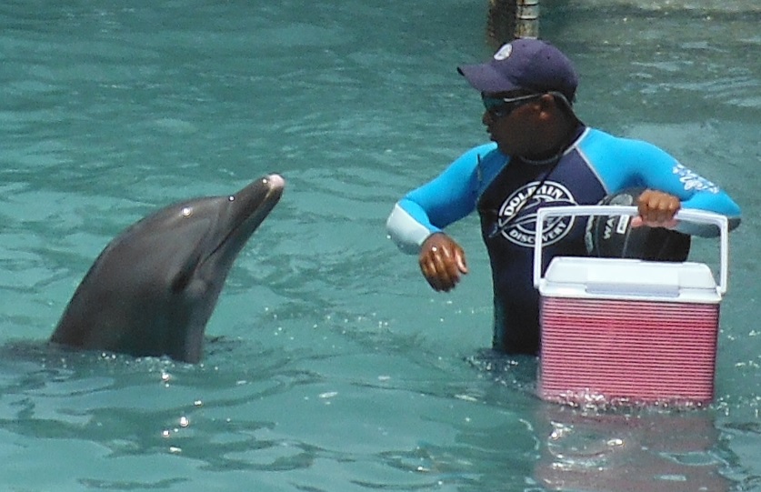 Dolphin discovery, mexico, marine connection, swim with dolphins, captivity