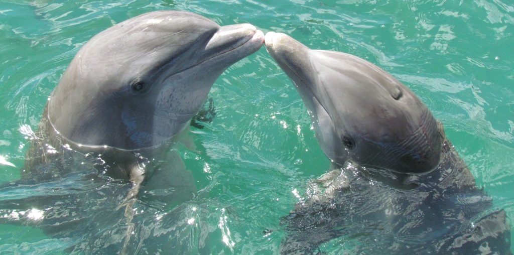 dolphins, captive, dolphin tank, dolphin show