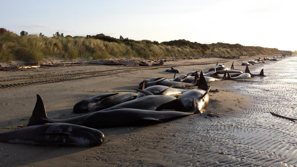 Pilot whales, stranding, new zealand, whales